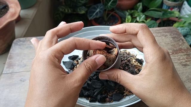 Hoya Plant Care// Potting Mix// All I Do to Make Potting Mix for Hoya Plants смотреть онлайн