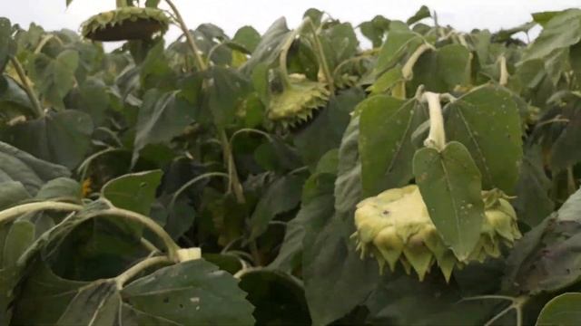 Поздние посевы подсолнуха(01.07.2018) на порядок лучше смотреть онлайн