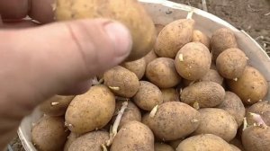 Сажаем картофель сорт ИМПАЛА от ООО меристимных культур