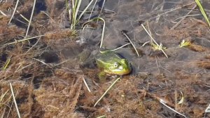 Прудовая лягушка 🐸