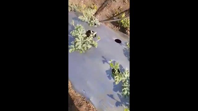 Taiwan guava cultivation with watermelon intercrop జామ మరియు వాటర్మిలన్ ఆంతర పంటల వల్ల మంచి లభాలు смотреть онлайн