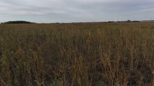 Охота на перепела с английским спаниелем