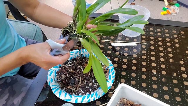 Como y Cuando Trasplantar una Orquidea (Cattleya Rlc. Seto Rainbow 'Fantasy') смотреть онлайн