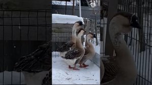 Африканские гуси Сергей Затай из Челябинска.