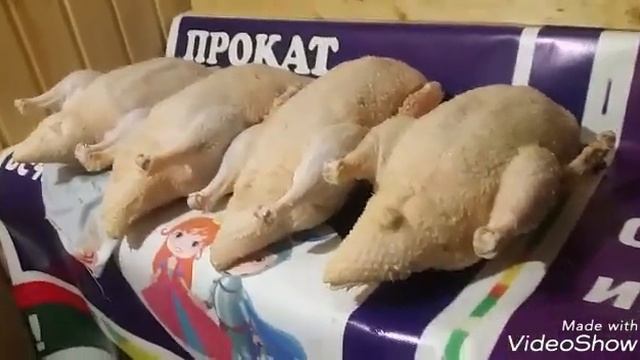 Итоги выращивания индоуток. Сентябрьский вывод индоутят