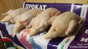 Итоги выращивания индоуток. Сентябрьский вывод индоутят