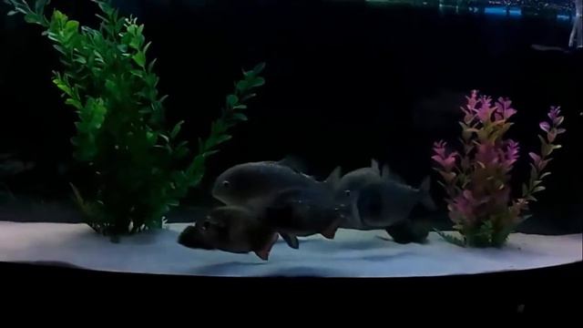 пираньи едят креветок PIRANHAS смотреть онлайн