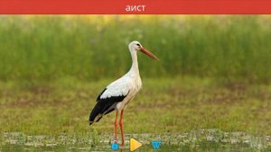 ЗВУКИ ЖИВОТНЫХ #1