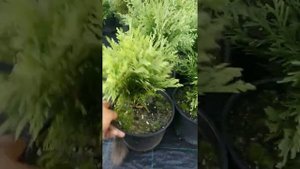 туя карликовая шаровидное формы даника.