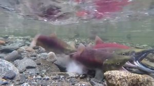 Самые Необычные Аквариумы