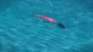 Воблер RAPALA CountDown MagnumВоблер RAPALA CountDown Magnum