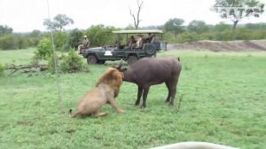 Бесстрашный лев самец нападает на стадо буйволов.