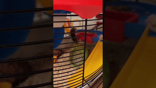 Миссия не выполнима, но моя Шаня все сделает смотреть онлайн