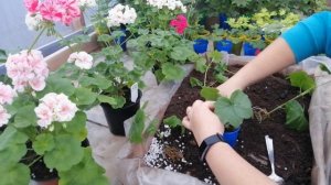 УКОРЕНЯЕМ  ПЛЮЩЕЛИСТНУЮ  ПЕЛАРГОНИЮ  ЗИМОЙ