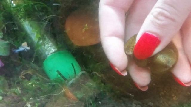 Септария Фарфоровая / Septaria Porcellana
