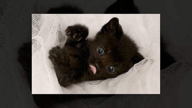 ТОП котят! Лучшие фото котят! Милашное видео!