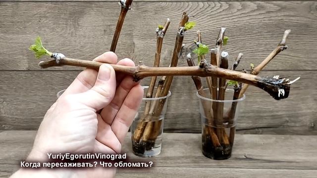 ? Когда МОЖНО ПЕРЕСАЖИВАТЬ укорененные ЧЕРЕНКИ и что нужно обязательно сделать перед этим. смотреть онлайн