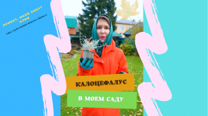 Как я выращиваю калоцефалус. Мой секрет в видео #калоцефалус #садогород #пересадкацветов #садовыецв