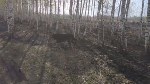 Канадский волк гибрид По следам лесных пожаров, часть 2