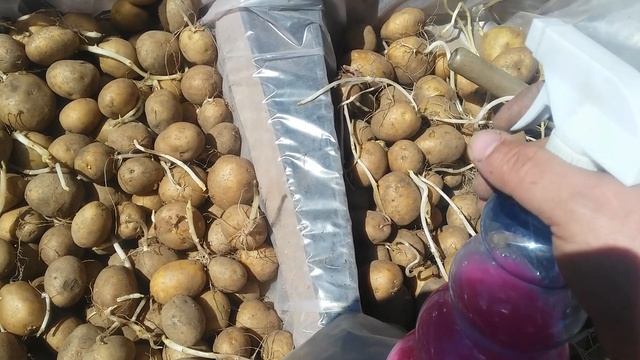 Лично для нас лучший способ посадки картофеля (лодырям не смотреть)? смотреть онлайн