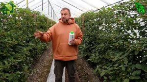 ВНЕСИТЕ ХОТЯ БЫ РАЗ В ГОДУ и это копеечное средство ДАСТ ОГРОМНЫЙ УРОЖАЙ! Кормилица Триходерма-КМЕ.