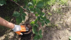 Правила обрезки и черенкования ежевики. Посадка саженцев