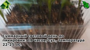 РАССАДА - И ПОДКОРМОК НЕ НАДО! Как добиться крепких всходов для сильной рассады?