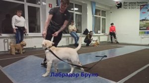 Занятие в группе по дрессировке (курс Начальное послушание). Тольятти, 28 февраля 2022.