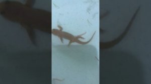 Тритон в ванной дома. Содержание и уход #тритон