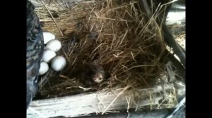 ПТИЦЕВОДСТВО# ВЫРАЩИВАНИЕ ИНДЮКОВ В ДОМАШНИХ УСЛОВИЯХ# ИНДЮШКИ ВЫСИЖИВАЮТ ИНДЮШАТ# ЧАСТЬ 2