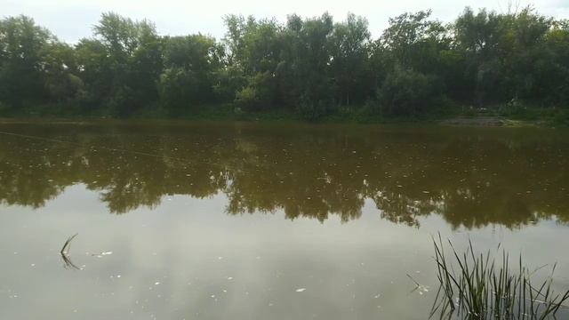 18 августа 2023 г. г.Омск р.Омь снасть,, крышка,,.пенопласт.Самая бюджетная снасть.Нужна только каш смотреть онлайн