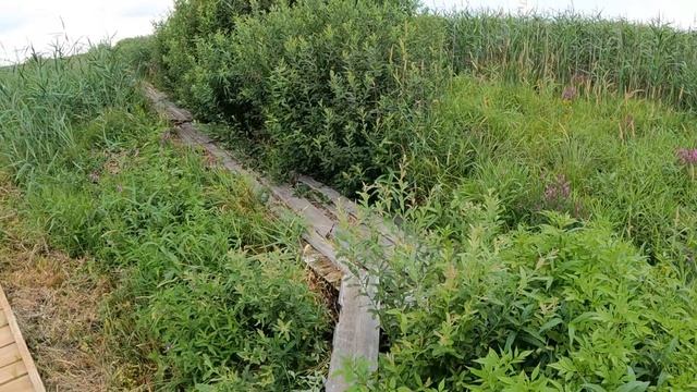 Республиканский биологический заказник "Споровский". Беларусь.