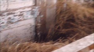 Всесезонный загон для овец