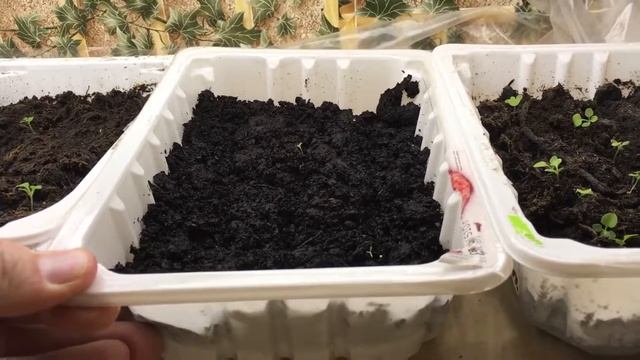 Стеллаж для рассады. Обзор. 2 недели. смотреть онлайн