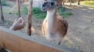 Лама плюётся и фыркает. Прикол!