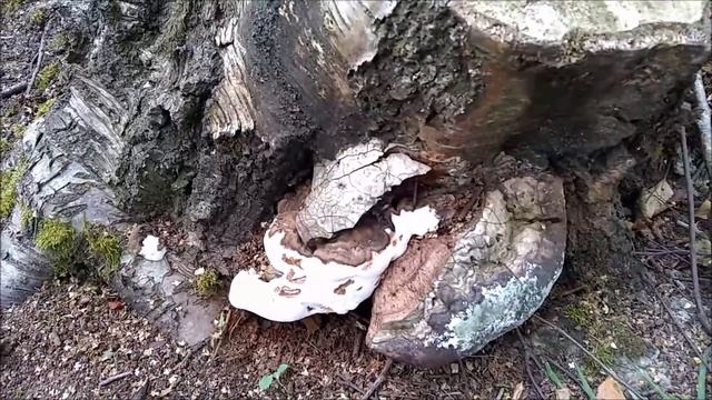 ВОСКРЕСНАЯ ПРОГУЛКА. ПОНЕМНОГУ ОБО ВСЁМ.