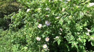 Летняя лирика на рыбалке.