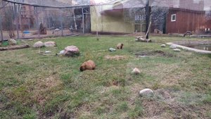 Сурок байбак