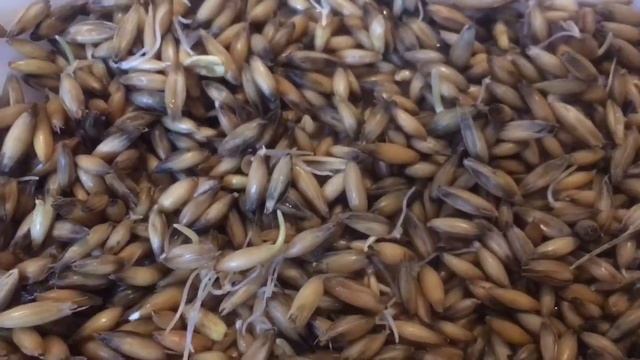 Как прорастить пшеницу  самый быстрый способ  .