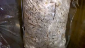 Зарастание грибного блока на сене