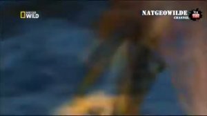 Умная птица ловит рыбу на приманку