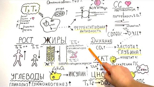 Щитовидная железа: влияние тиреоидных гормонов на организм - Часть 2