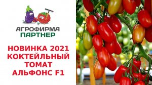 НОВИНКА 2021! КОКТЕЙЛЬНЫЙ ТОМАТ АЛЬФОНС F1