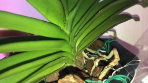 Орхидея Wuttipanara Manoonya (Vandopsis Gigantea x Rhy. Gigantea red x Gigantea) April 11 2021.