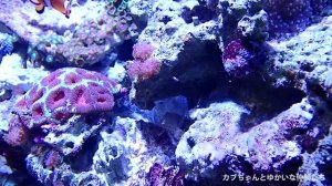 アクアリウム癒しの熱帯魚動画【OLYMPUS Tough TG-6】FULL HD動画、水中撮影、カクレクマノミと色々なサンゴたち