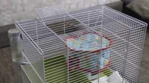 Как поймать крысу? Часть 1. Выгул крыс.