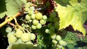 Любава виноград