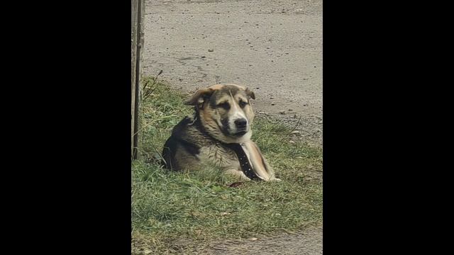 Доса - про одного пса.mp4