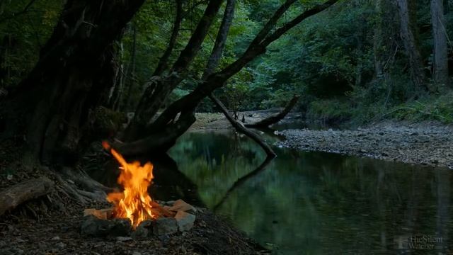Выращивание розмарина в домашних условиях