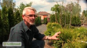 Уход за туями.